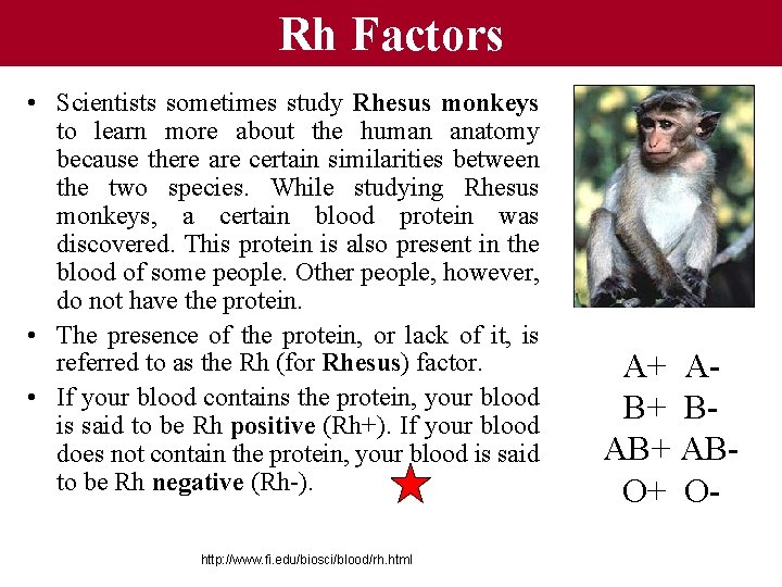 Rh Factors • Scientists sometimes study Rhesus monkeys to learn more about the human