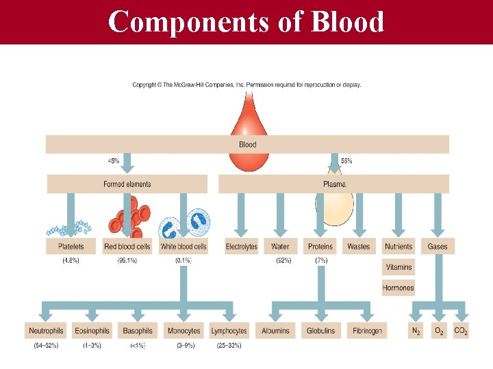 Components of Blood 