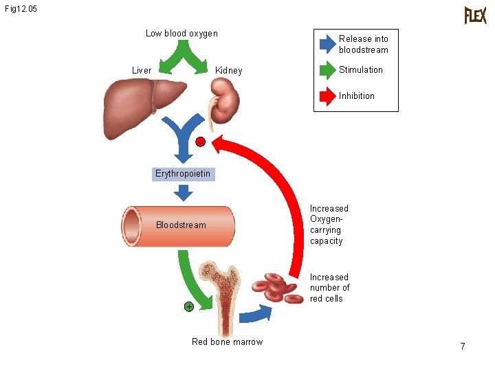 Fig 12. 05 Low blood oxygen Liver Kidney Release into bloodstream Stimulation Inhibition –