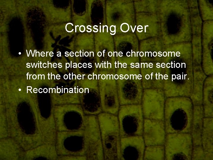 Crossing Over • Where a section of one chromosome switches places with the same