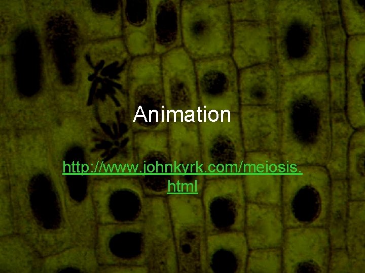 Animation http: //www. johnkyrk. com/meiosis. html 