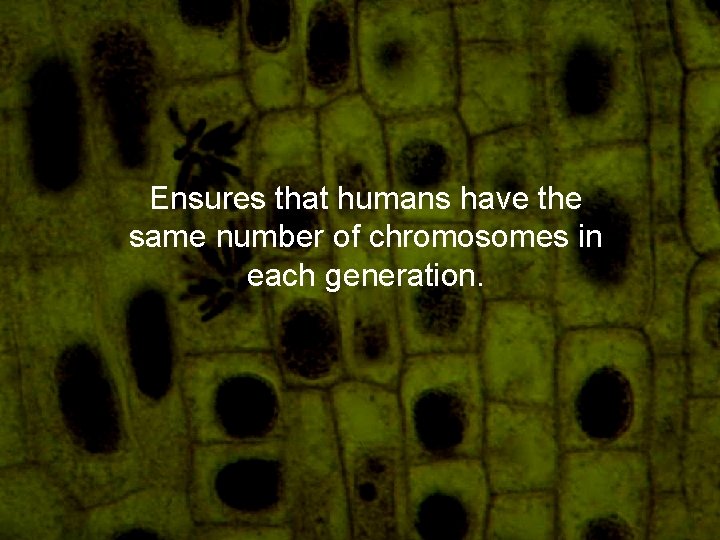 Ensures that humans have the same number of chromosomes in each generation. 