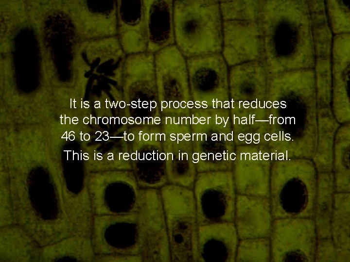 It is a two-step process that reduces the chromosome number by half—from 46 to