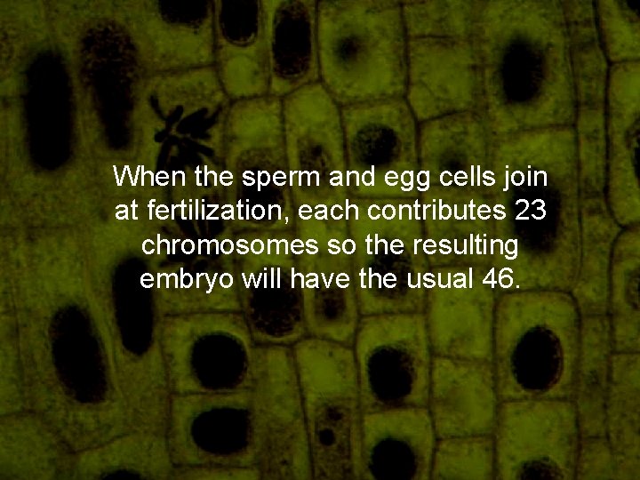 When the sperm and egg cells join at fertilization, each contributes 23 chromosomes so