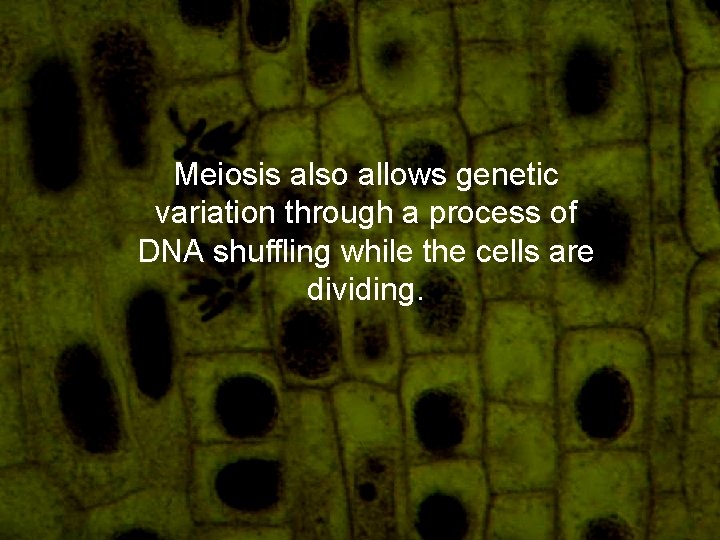 Meiosis also allows genetic variation through a process of DNA shuffling while the cells