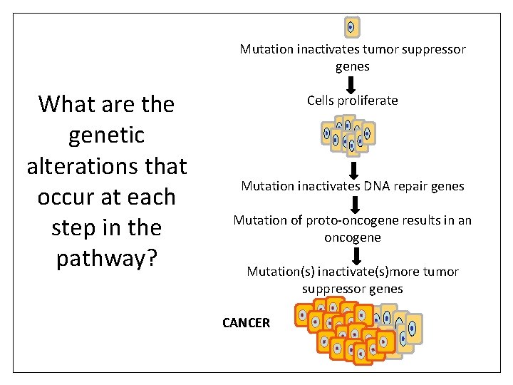 Mutation inactivates tumor suppressor genes What are the genetic alterations that occur at each