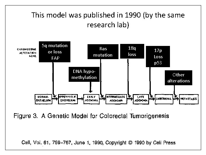 This model was published in 1990 (by the same research lab) 5 q mutation