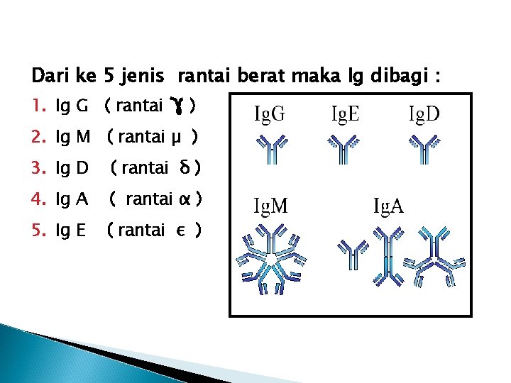 Dari ke 5 jenis rantai berat maka Ig dibagi : 1. Ig G (