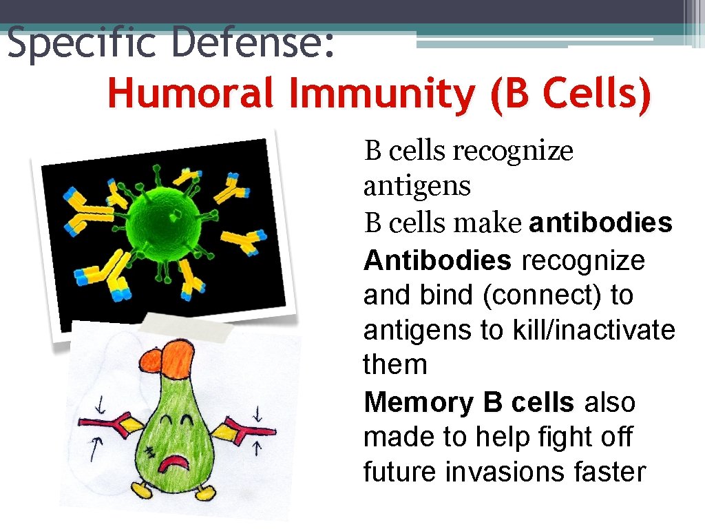 Specific Defense: Humoral Immunity (B Cells) B cells recognize antigens B cells make antibodies
