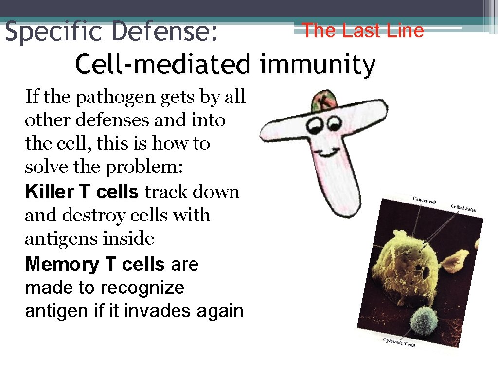 The Last Line Specific Defense: Cell-mediated immunity If the pathogen gets by all other