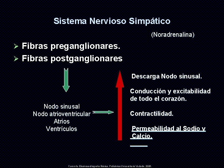 Sistema Nervioso Simpático (Noradrenalina) Fibras preganglionares. Ø Fibras postganglionares Ø Descarga Nodo sinusal. Conducción