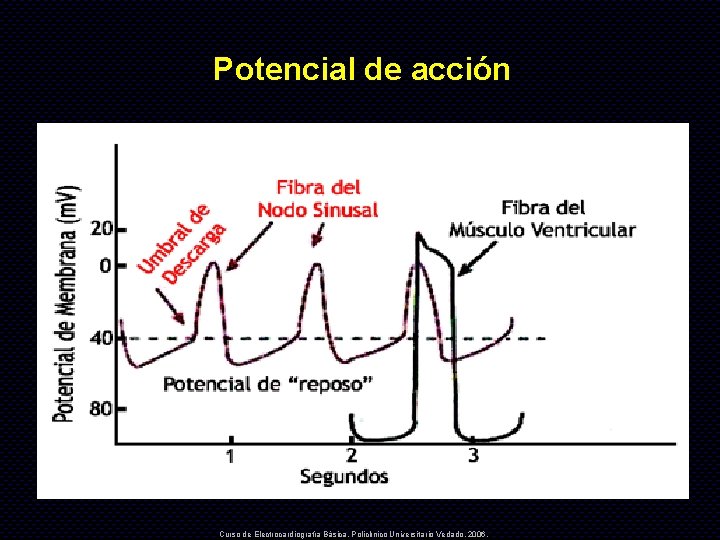 Potencial de acción Curso de Electrocardiografía Básica. Policlínico Universitario Vedado. 2006. 