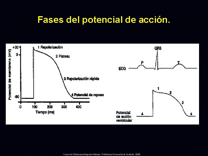 Fases del potencial de acción. Curso de Electrocardiografía Básica. Policlínico Universitario Vedado. 2006. 