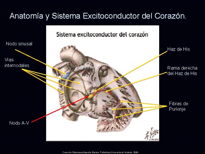 Anatomía y Sistema Excitoconductor del Corazón. Nodo sinusal Haz de His Vías internodales Rama