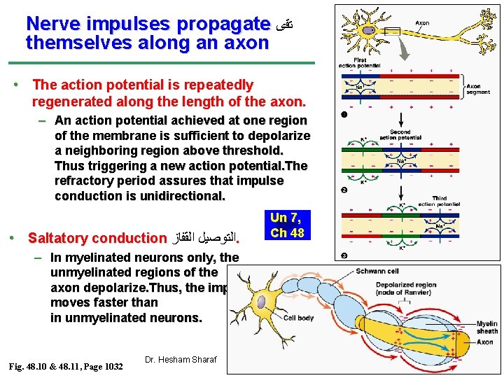 Nerve impulses propagate ﺗﻗﻯ themselves along an axon • The action potential is repeatedly