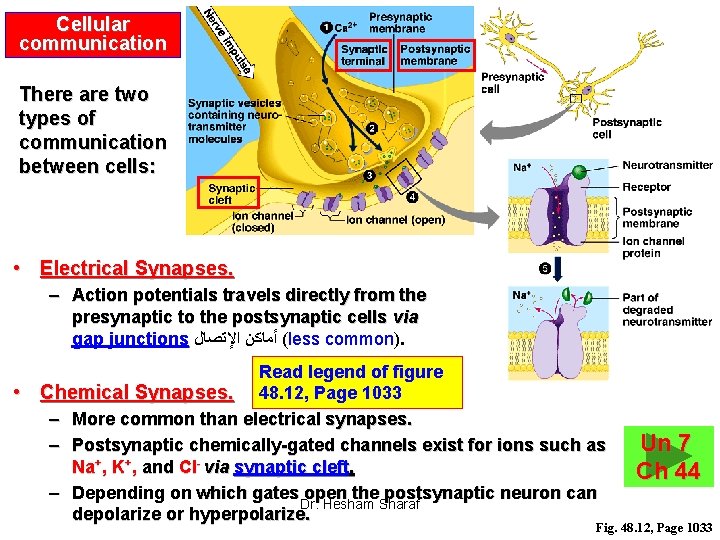 Cellular communication There are two types of communication between cells: • Electrical Synapses. –