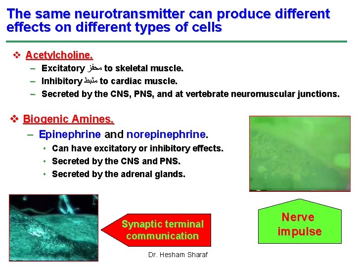 The same neurotransmitter can produce different effects on different types of cells v Acetylcholine.