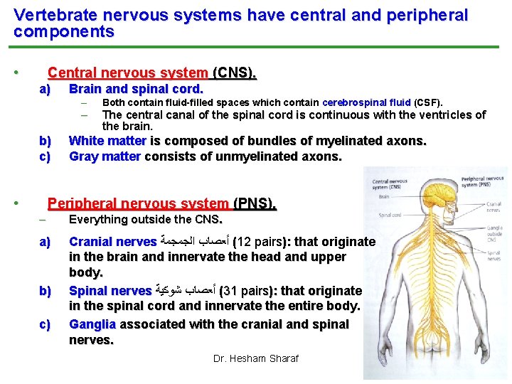 Vertebrate nervous systems have central and peripheral components • Central nervous system (CNS). a)