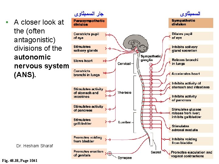  ﺟﺎﺭ ﺍﻟﺴﻤﺒﺜﺎﻭﻯ • A closer look at the (often antagonistic) divisions of the