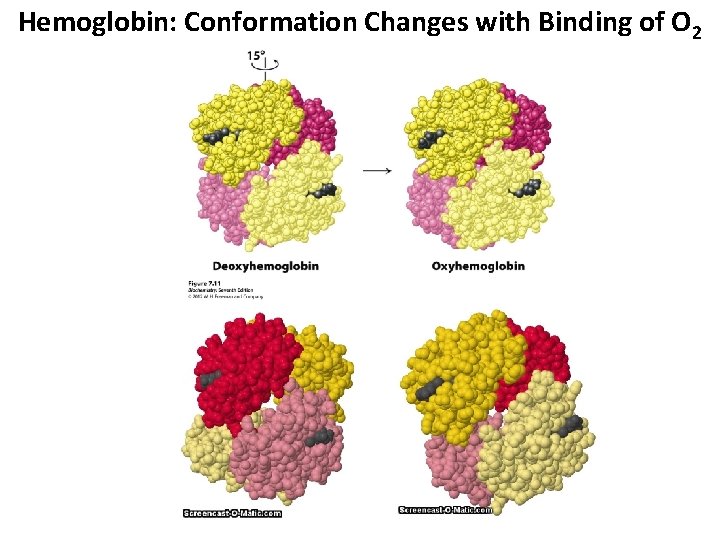 Hemoglobin: Conformation Changes with Binding of O 2 Hemoglobin: Conformation Changes with Binding of O 2