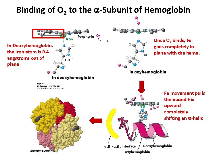 Binding of O 2 to the a-Subunit of Hemoglobin In Deoxyhemoglobin, the iron atom Binding of O 2 to the a-Subunit of Hemoglobin In Deoxyhemoglobin, the iron atom