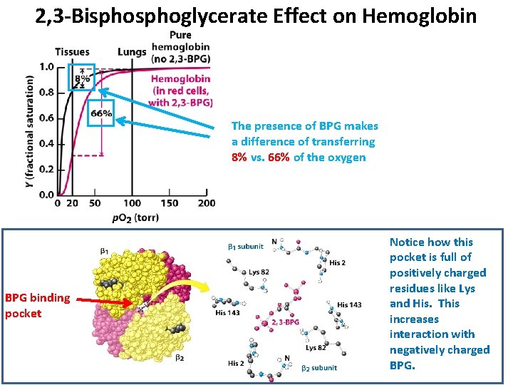 2, 3 -Bisphoglycerate Effect on Hemoglobin The presence of BPG makes a difference of 2, 3 -Bisphoglycerate Effect on Hemoglobin The presence of BPG makes a difference of
