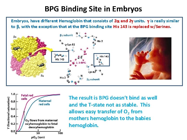 BPG Binding Site in Embryos, have different Hemoglobin that consists of 2 a and BPG Binding Site in Embryos, have different Hemoglobin that consists of 2 a and