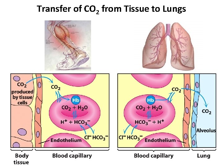 Transfer of CO 2 from Tissue to Lungs Transfer of CO 2 from Tissue to Lungs