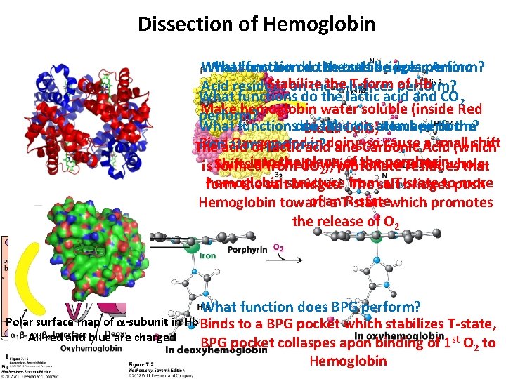 Dissection of Hemoglobin Whatfunctiondo dothe theoutside salt bridges polarperform? Amino Stabilize T-form perform? of Dissection of Hemoglobin Whatfunctiondo dothe theoutside salt bridges polarperform? Amino Stabilize T-form perform? of