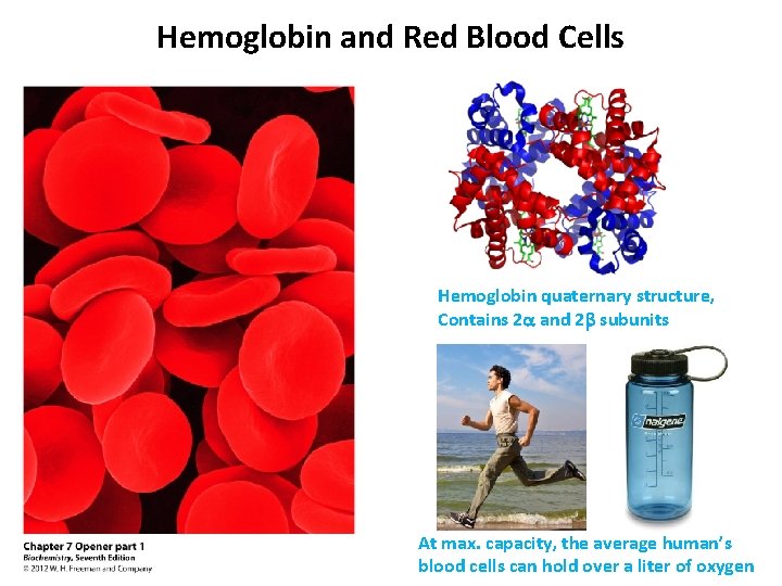 Hemoglobin and Red Blood Cells Hemoglobin quaternary structure, Contains 2 a and 2 b Hemoglobin and Red Blood Cells Hemoglobin quaternary structure, Contains 2 a and 2 b