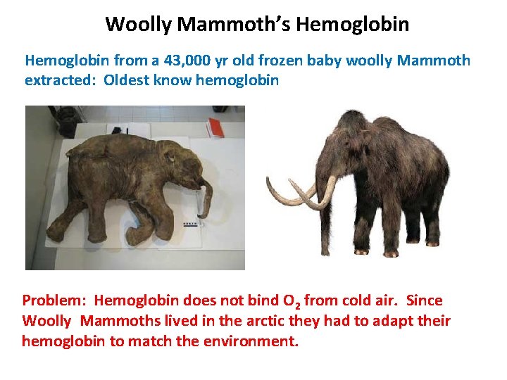 Woolly Mammoth’s Hemoglobin from a 43, 000 yr old frozen baby woolly Mammoth extracted: Woolly Mammoth’s Hemoglobin from a 43, 000 yr old frozen baby woolly Mammoth extracted: