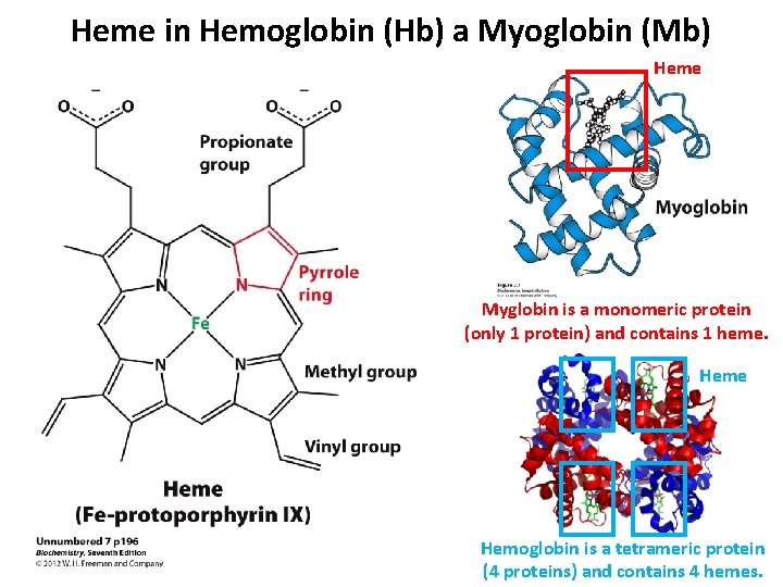 Heme in Hemoglobin (Hb) a Myoglobin (Mb) Heme Myglobin is a monomeric protein (only Heme in Hemoglobin (Hb) a Myoglobin (Mb) Heme Myglobin is a monomeric protein (only