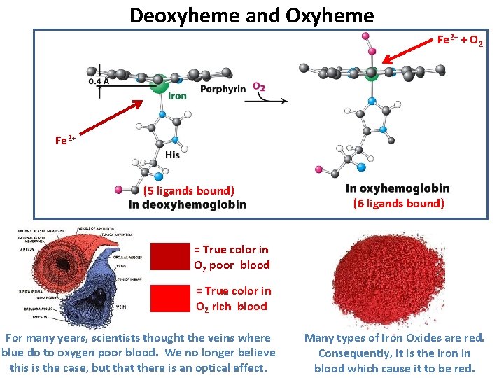 Deoxyheme and Oxyheme Fe 2+ + O 2 Fe 2+ (5 ligands bound) (6 Deoxyheme and Oxyheme Fe 2+ + O 2 Fe 2+ (5 ligands bound) (6