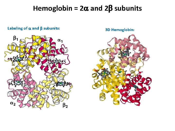 Hemoglobin = 2 a and 2 b subunits Labeling of a and b subunits: Hemoglobin = 2 a and 2 b subunits Labeling of a and b subunits: