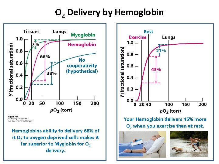 O 2 Delivery by Hemoglobins ability to delivery 66% of it O 2 to O 2 Delivery by Hemoglobins ability to delivery 66% of it O 2 to