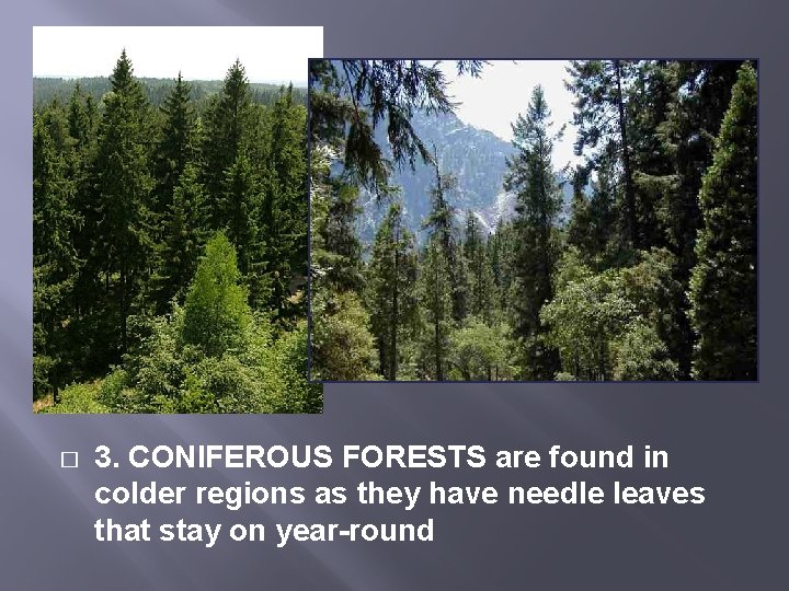 � 3. CONIFEROUS FORESTS are found in colder regions as they have needle leaves