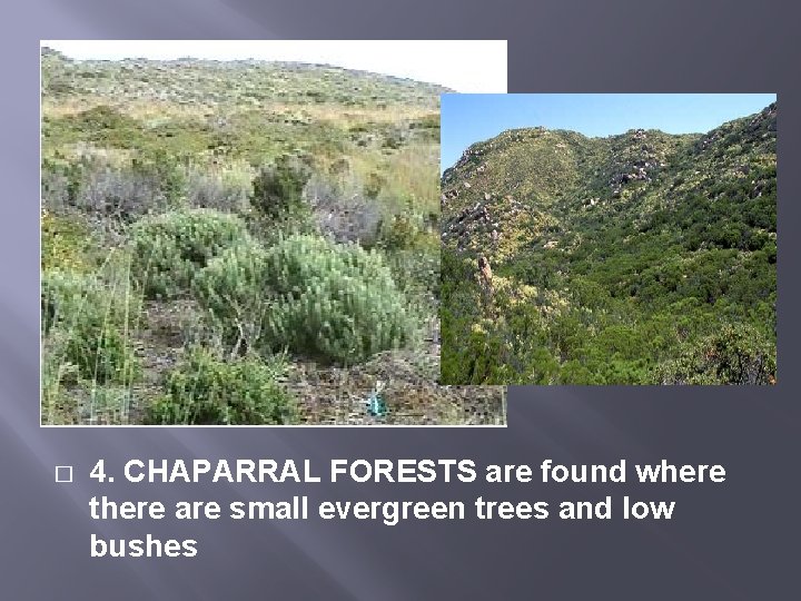 � 4. CHAPARRAL FORESTS are found where there are small evergreen trees and low