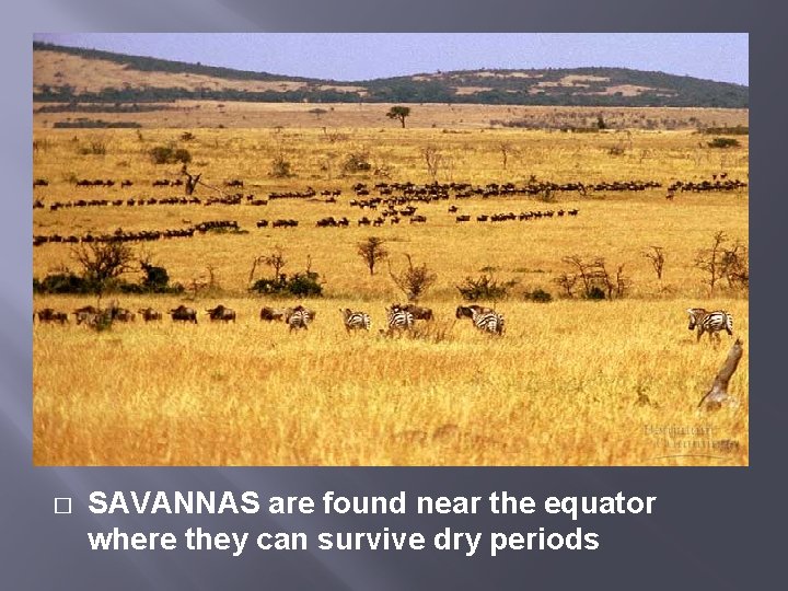 � SAVANNAS are found near the equator where they can survive dry periods 