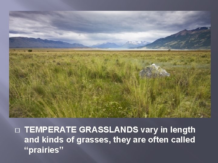 � TEMPERATE GRASSLANDS vary in length and kinds of grasses, they are often called