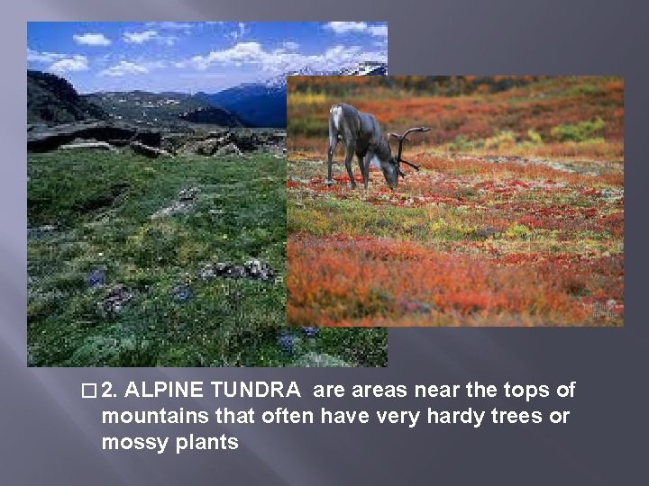 � 2. ALPINE TUNDRA areas near the tops of mountains that often have very