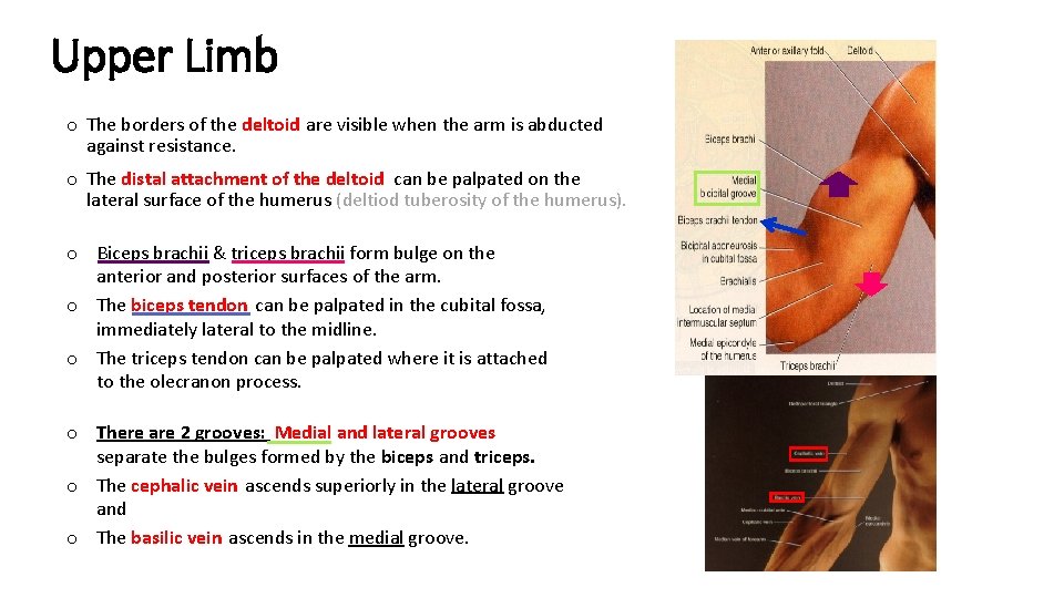 Upper Limb o The borders of the deltoid are visible when the arm is