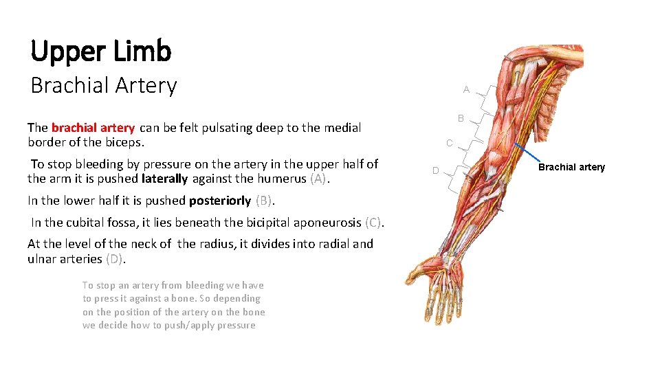 Upper Limb Brachial Artery A B The brachial artery can be felt pulsating deep