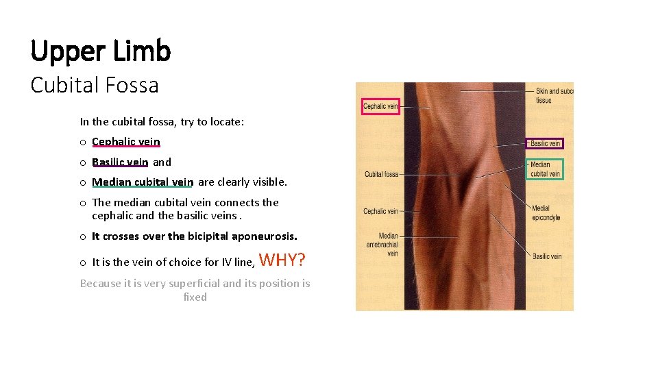 Upper Limb Cubital Fossa In the cubital fossa, try to locate: o Cephalic vein