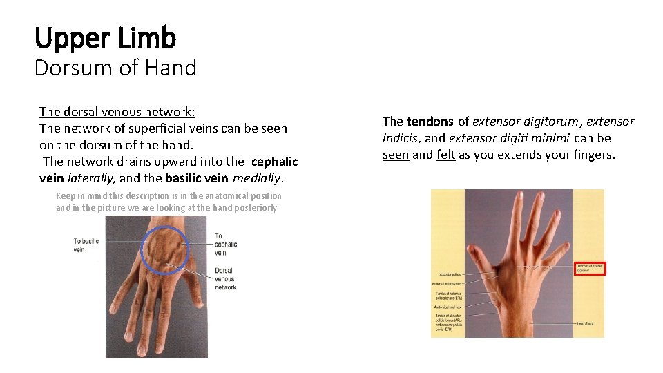 Upper Limb Dorsum of Hand The dorsal venous network: The network of superficial veins