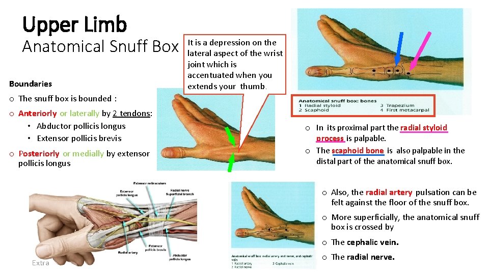 Upper Limb Anatomical Snuff Box Boundaries It is a depression on the lateral aspect