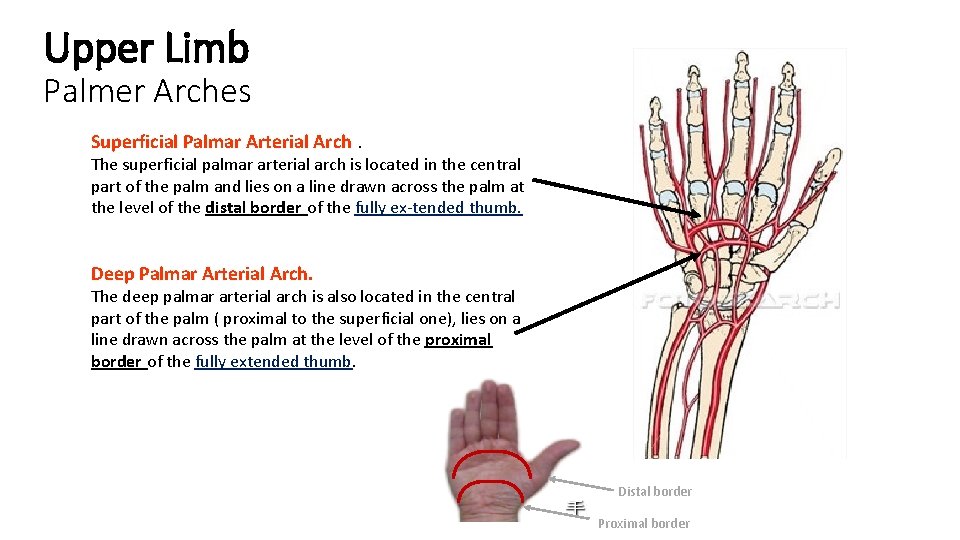 Upper Limb Palmer Arches Superficial Palmar Arterial Arch. The superficial palmar arterial arch is