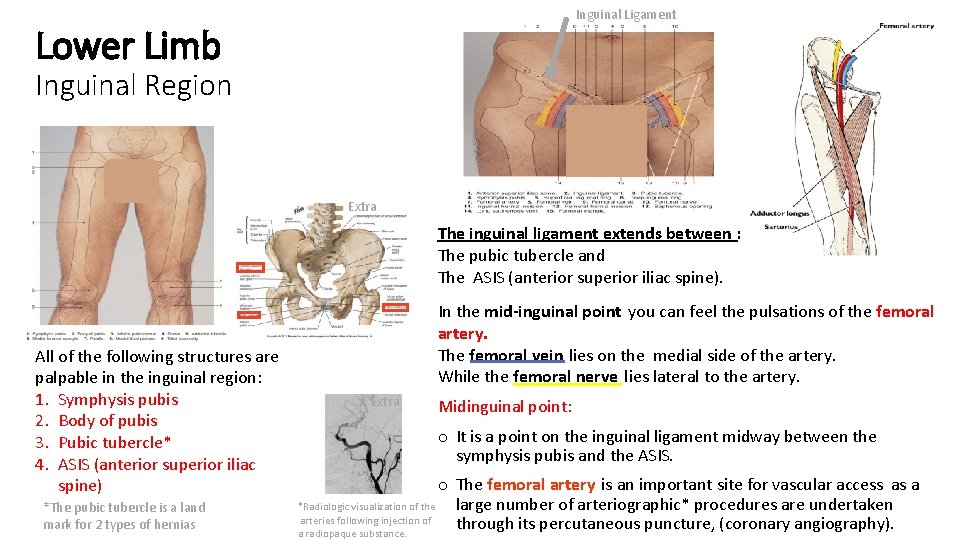 Inguinal Ligament Lower Limb Inguinal Region Extra The inguinal ligament extends between : The