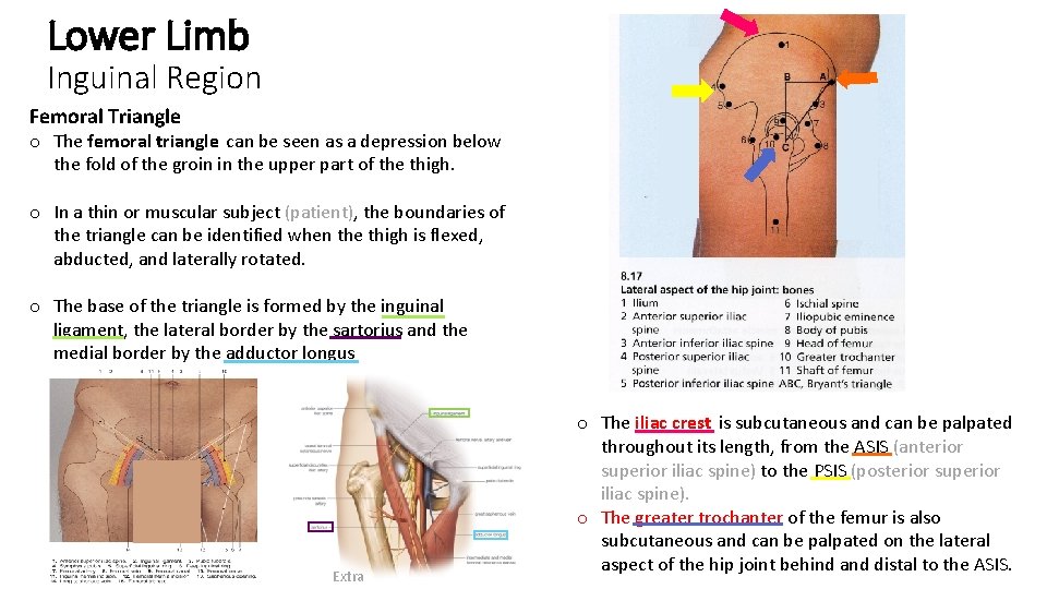 Lower Limb Inguinal Region Femoral Triangle o The femoral triangle can be seen as