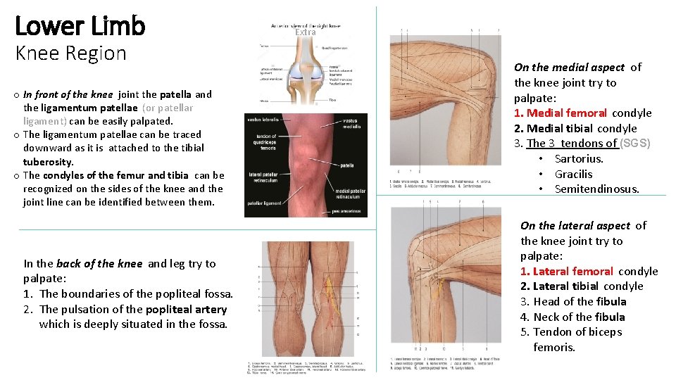 Lower Limb Knee Region o In front of the knee joint the patella and