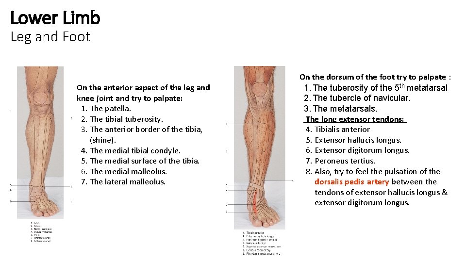 Lower Limb Leg and Foot On the anterior aspect of the leg and knee